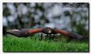 Rovfugleshow_275-bes-web.jpg