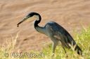 SAMBURU0277-red.jpg