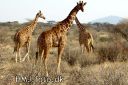 SAMBURU0327-red.jpg