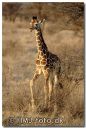 SAMBURU0579-red_ramme-dropshadow.jpg