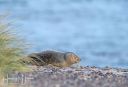 Skagen_20231015_52-Edit_web.jpg
