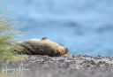 Skagen_20231015_53_web.jpg