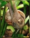 Snegl_37-besk-webSH-bl.jpg