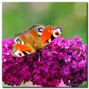 Filename=Sommerfugle_027-sq-web.jpg
Filesize=173KiB
Dimensions=1044x1044
Date added=Jul 30, 2013 Sommerfugle_027-sq-web.jpg