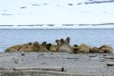Svalbard_20150703_0352-cr-web.jpg
