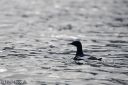 Filename=Svalbard_20150703_0788-cr-web.jpg
Filesize=107KiB
Dimensions=1200x800
Date added=Jul 21, 2015 Svalbard_20150703_0788-cr-web.jpg