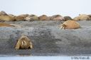 Filename=Svalbard_20150704_1123-cr-web.jpg
Filesize=200KiB
Dimensions=1200x800
Date added=Jul 12, 2015 Svalbard_20150704_1123-cr-web.jpg