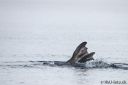 Filename=Svalbard_20150704_1222-cro-web.jpg
Filesize=79KiB
Dimensions=1200x800
Date added=Jul 09, 2015 Svalbard_20150704_1222-cro-web.jpg
