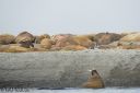 Filename=Svalbard_20150704_1286-cr-web.jpg
Filesize=174KiB
Dimensions=1200x800
Date added=Jul 12, 2015 Svalbard_20150704_1286-cr-web.jpg
