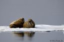 Svalbard_20150704_1767-cr-web.jpg