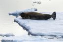Svalbard_20150704_1909-cr-web.jpg