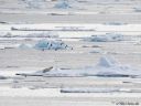 Filename=Svalbard_20150704_2054-cro-web.jpg
Filesize=173KiB
Dimensions=1200x901
Date added=Jul 12, 2015 Svalbard_20150704_2054-cro-web.jpg
