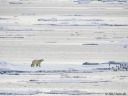 Svalbard_20150704_2061-croC-web.jpg