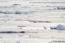 Filename=Svalbard_20150704_2077-crop-web.jpg
Filesize=167KiB
Dimensions=1200x800
Date added=Jul 09, 2015 Svalbard_20150704_2077-crop-web.jpg