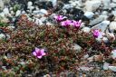 Svalbard_20150705_2133-cr-web.jpg