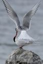 Svalbard_20150705_2166-cr-D-Web.jpg