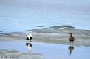 Filename=Svalbard_20150705_2182-cr-web.jpg
Filesize=104KiB
Dimensions=1200x800
Date added=Jul 21, 2015 Svalbard_20150705_2182-cr-web.jpg