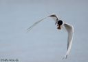 Svalbard_20150705_2262-cr-ok-web.jpg