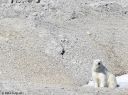 Svalbard_20150705_2481-cro-web.jpg