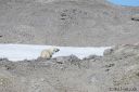 Filename=Svalbard_20150705_2493-red-web.jpg
Filesize=255KiB
Dimensions=1200x800
Date added=Jul 09, 2015 Svalbard_20150705_2493-red-web.jpg