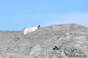 Svalbard_20150705_2515-co-web.jpg