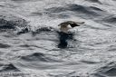 Filename=Svalbard_20150706_3503-cr-web.jpg
Filesize=229KiB
Dimensions=1200x800
Date added=Jul 21, 2015 Svalbard_20150706_3503-cr-web.jpg