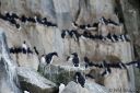Filename=Svalbard_20150706_3979-cr-web.jpg
Filesize=153KiB
Dimensions=1200x800
Date added=Jul 21, 2015 Svalbard_20150706_3979-cr-web.jpg