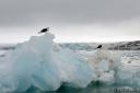 Filename=Svalbard_20150707_3027-red-ret-webB.jpg
Filesize=86KiB
Dimensions=1200x801
Date added=Jul 16, 2015 Svalbard_20150707_3027-red-ret-webB.jpg