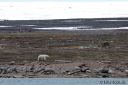Svalbard_20150707_3294-cro-web.jpg