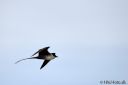 Filename=Svalbard_20150707_3430-cr-web.jpg
Filesize=30KiB
Dimensions=1200x800
Date added=Jul 09, 2015 Svalbard_20150707_3430-cr-web.jpg