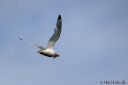 Filename=Svalbard_20150708_4163-cr-ret-webB.jpg
Filesize=37KiB
Dimensions=1200x800
Date added=Jul 16, 2015 Svalbard_20150708_4163-cr-ret-webB.jpg
