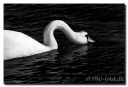 Svaner-Lillebaelt102-red-darkWater-BWweb.jpg