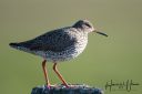 Tipperne_Vaerneengene_20190417_137_web.jpg