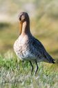 Tipperne_Vaerneengene_20190417_177_web.jpg