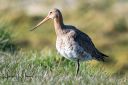 Tipperne_Vaerneengene_20190417_190_web.jpg