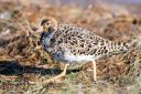 Tipperne_Vaerneengene_20190417_228_web.jpg