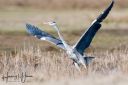Tipperne_Vaerneengene_20190417_313_web.jpg