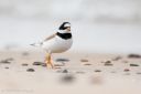 Tornbystrand_20170513_14_web.jpg