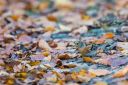 TreldeNaes_20171021_16_web.jpg