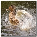 TverstedSoer_127-sq-web.jpg