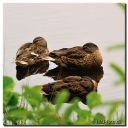TverstedSoer_213-sq-Web.jpg
