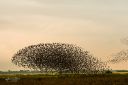 Vadehavet_20170916_175_web.jpg