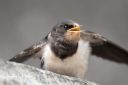 Vadehavet_20210911_241_web.jpg