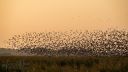 Vadehavet_Sort_sol_20240918_310_web.jpg