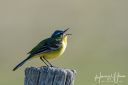 Vaernengene_20200422_229-Edit_web.jpg