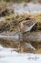 Vaernengene_Tipperne__20180415_121_web.jpg