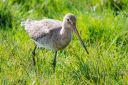 Vaernengene_Tippernel_20180427_325_web-soft.jpg