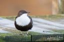Vandstaer_20190212_08-Edit_web.jpg