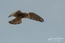 Vildmose_20210221_202-Edit_web.jpg