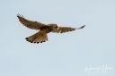 Vildmose_20210221_205-Edit_web.jpg